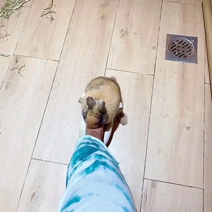 Kai the Netherland Dwarf Rabbit Likes Bunny Slippers