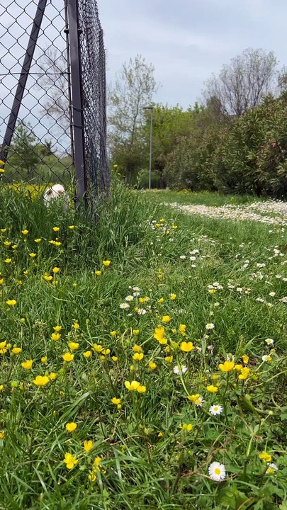 Puppy Sleeps With Rubber Ducks on its Paws