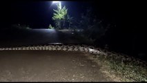 Cobra gigante da Ponte Molhada: Véio do rio, amiga passeando ou sogra indo visitar a vizinha? Entenda