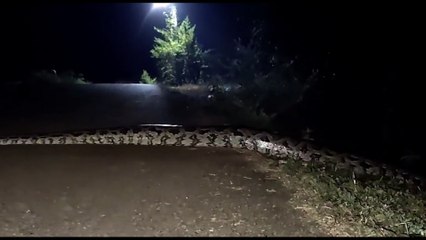 Cobra gigante da Ponte Molhada: Véio do rio, amiga passeando ou sogra indo visitar a vizinha? Entenda