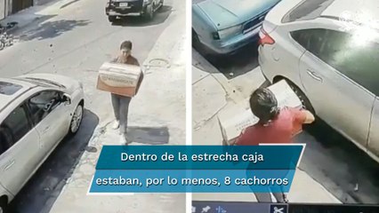 Captan a mujer que abandona cachorros y mueren asfixiados en la CDMX
