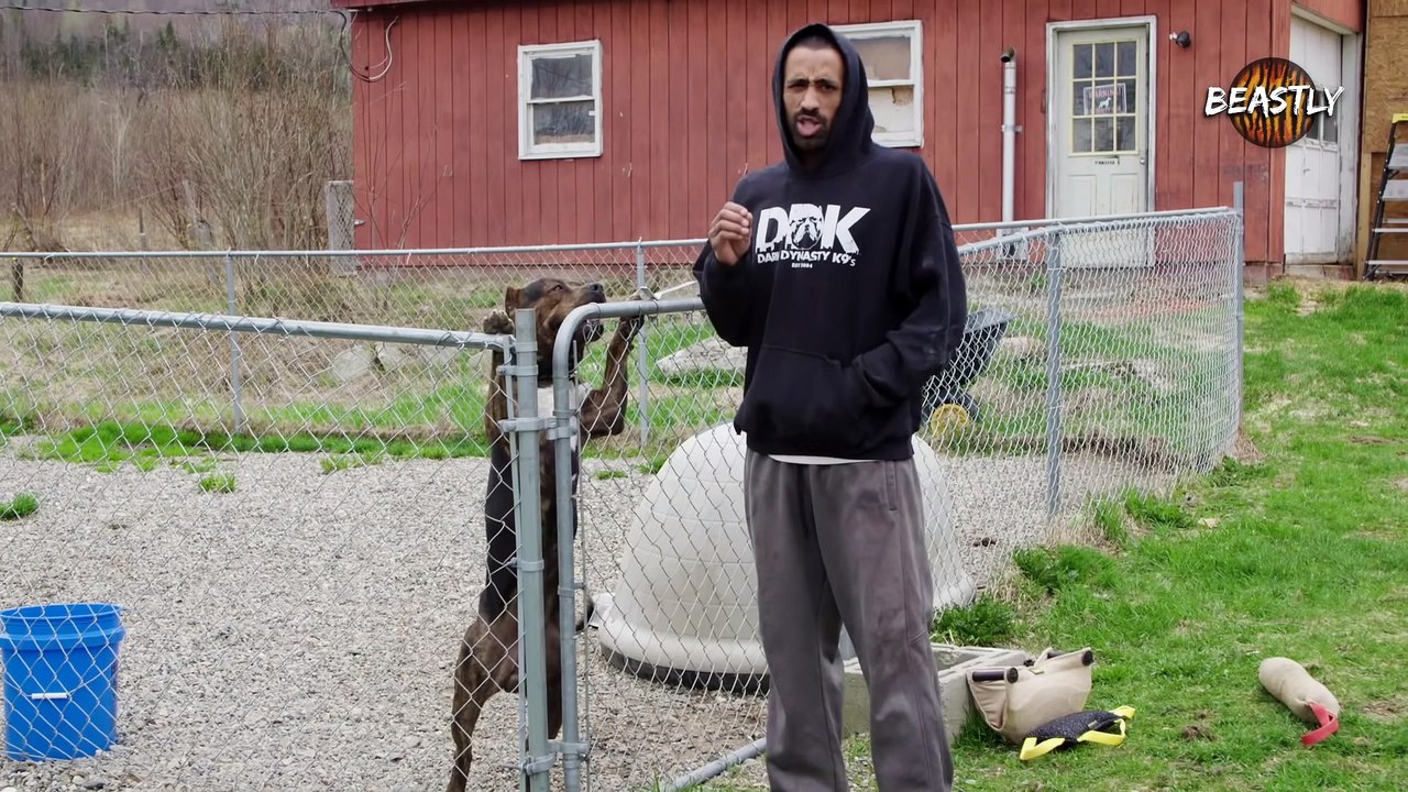 Meet Sossa, DDK9's Next Protection Superdog