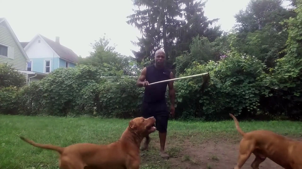 Conditioning Pitbulls ... Gone Wrong Never underestimate the Camelot Working Pitbull Blood