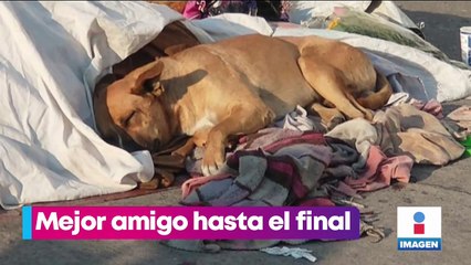 Lanzan "Linkedog", campaña para adoptar a perritos rescatados