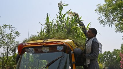 Delhi driver grows garden on autorickshaw roof to beat the heat