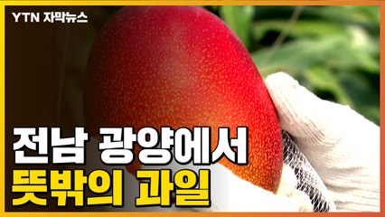 [자막뉴스] 나무마다 주렁주렁...전남 광양에서 수확 시작 / YTN