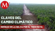 300 hectáreas de árboles se derribaron por tramo 5 del Tren Maya | Claves del Cambio Climático
