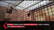 Pelajar SMP Ini Sukses Budidaya Burung Murai Batu Beromzet Puluhan Juta Rupiah