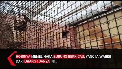 Download Video: Pelajar SMP Ini Sukses Budidaya Burung Murai Batu Beromzet Puluhan Juta Rupiah