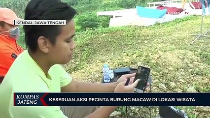 Keseruan Aksi Pecinta Burung Macaw di Lokasi Wisata