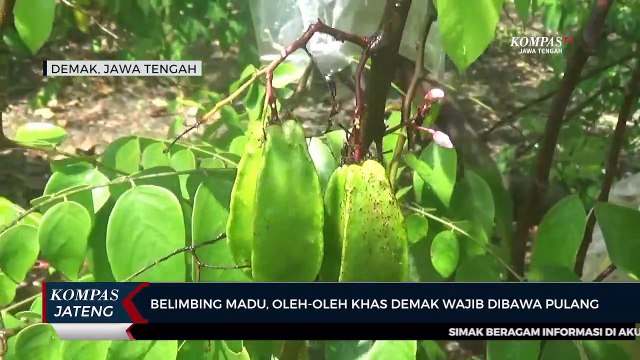 Belimbing Madu, Oleh-Oleh Khas Demak Wajib Dibawa Pulang