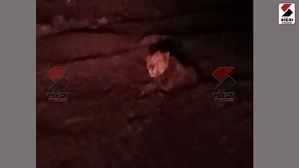 સિંહની પાછળ ટ્રેકટર દોડાવી પજવણી કરાતા Video Viral