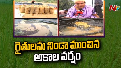 Paddy grains  are  wet due to sudden heavy rains |NTV
