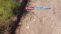 Nell'Alta Murgia la lucertola che somiglia ad un serpente. Ecco la luscengola avvistata vicino Andria