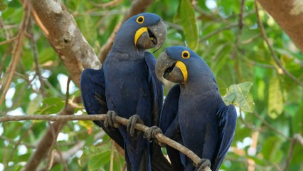 Perroquet vs ara : les différences