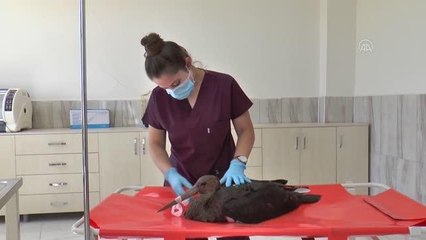 DİYARBAKIR - Kanatları kesilmiş halde bulunan kara leylek doğaya salındı