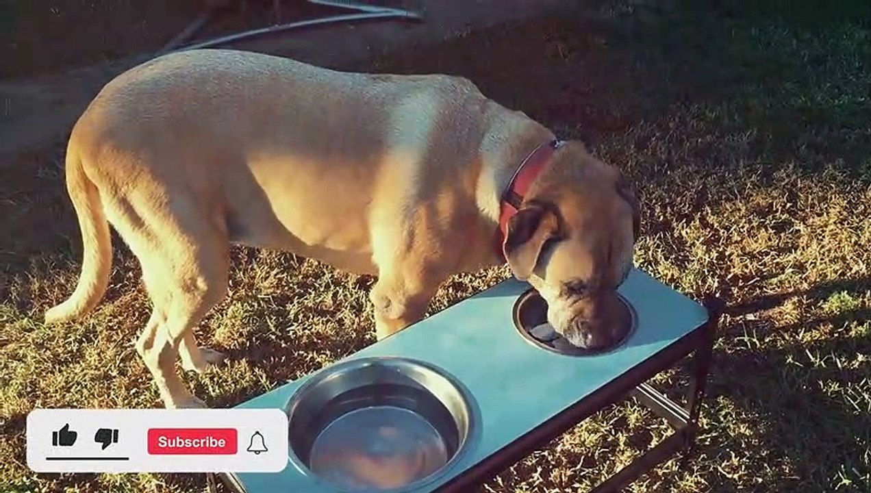 Rottweiler Types - 5 Types of Rottweilers