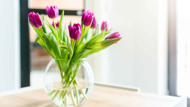 Wie bleiben Tulpen länger frisch? Die besten Tipps