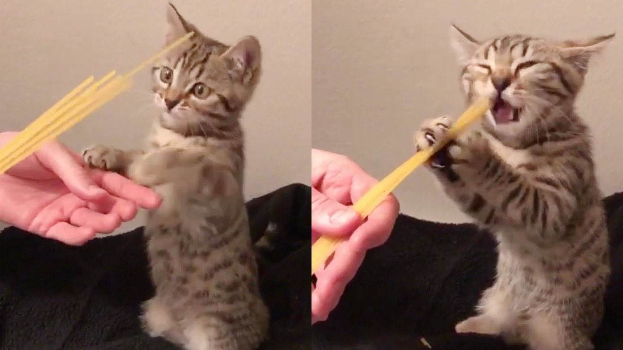 'Tiny cat PASSIONATELY eating stick noodles taller than her *PEAK CUTENESS* '