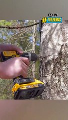 Kỳ lạ trước loại thức giống nước dừa, nhưng lại chảy ra từ thân cây bạch dương