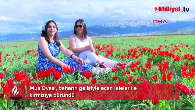 Muş lalesi için akın ettiler! Ova kırmızıya boyadı