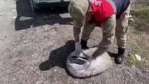 Muradiye'de 450 kilo balık yakalandı