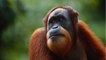Ce que vous ne saviez peut-être pas sur l’orang-outan ?
