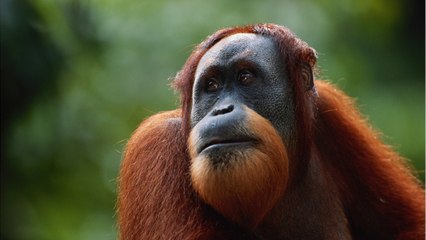 Ce que vous ne saviez peut-être pas sur l’orang-outan ?