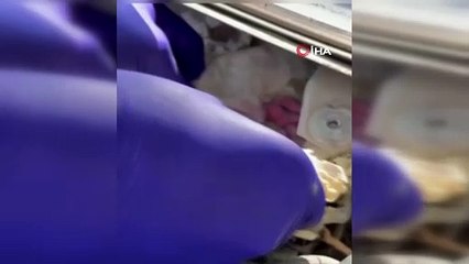 Henüz daha yeni doğdular, bazılarını karınca ısırmış! Tamir ettiği arabada buldu, elleriyle temizleyip besledi