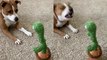 'Adorable pup is confused, fascinated & scared while interacting with mimicking cactus toy'