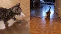 'Excited cat pretends to be a dog as he plays fetch with owner '