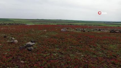 Siverek'te çiçek açan gelincikler vatandaşların ilgi odağı oldu