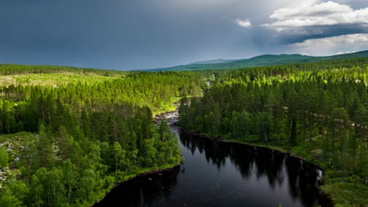 Les forêts pourraient commencer à émettre du dioxyde de carbone selon des experts