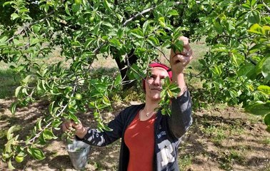 Manisa'da "Dumanlı Papaz Eriği" hasadı başladı