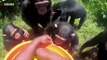 Come on The Journey To Rescue These Chimpanzees