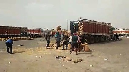 वीडियो : गुरुवार से मंडी में फिर से शुरू होगा कारोबार