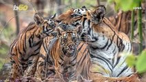 A Mother’s Tiger Touch Is Worth Running a Marathon For