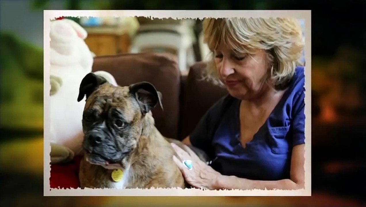 HOW TO CALM AN AGGRESSIVE DOG Cesar911 video Dailymotion