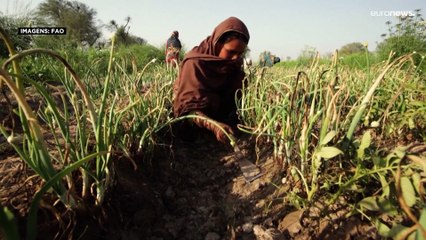 FAO revela aumento global da insegurança alimentar