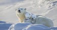 Ce photographe animalier a pris des sublimes clichés d'une famille d'ours polaires