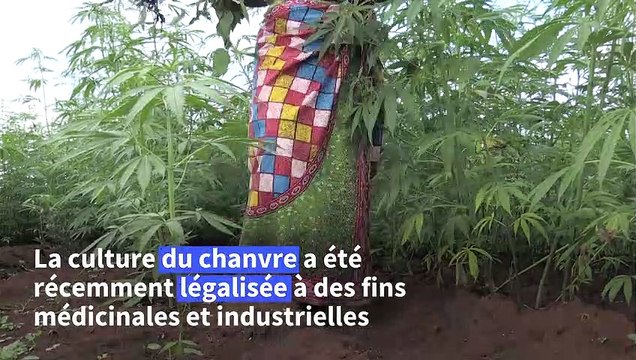 Malawi: le marché au plus bas, des producteurs de tabac misent sur le cannabis