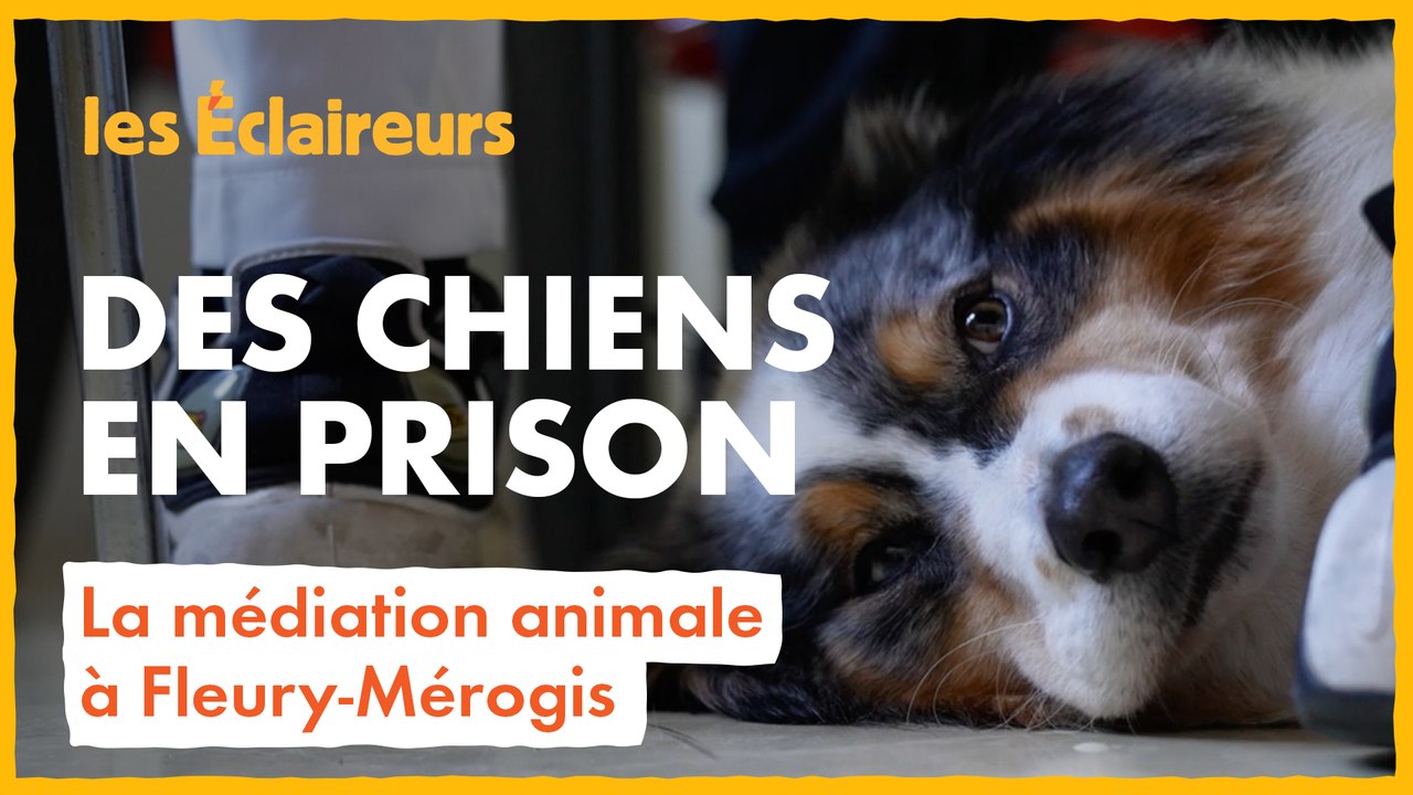 À Fleury-Mérogis, ces chiens visitent les détenus