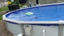 A Genius Pup Protects Her Knees By Getting Into and Out of the Pool in a New Way