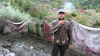 Çorum'da köye inen aç kurtlar 24 küçükbaş hayvanı telef etti