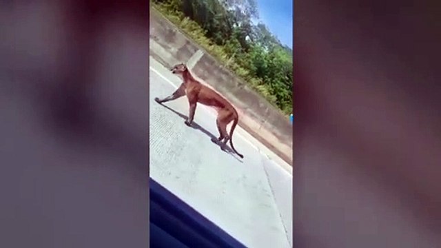 ext-puma-upala-040522