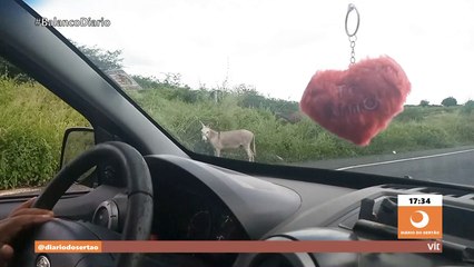 Apresentador faz denúncia sobre acostamento coberto por matos e animais na região do Ceará
