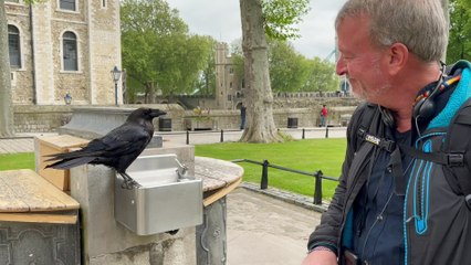 Guy Helps a Raven Drink From Fountain and Gets Bit