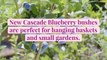 New Cascade Blueberry Bushes Are Perfect for Hanging Baskets and Small Gardens
