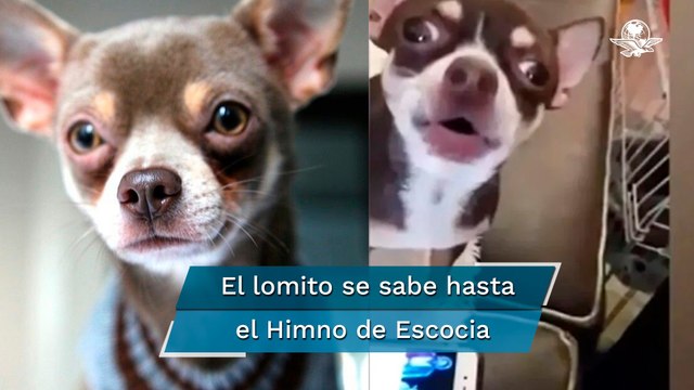 Con música de Star Wars, chihuahua muestra sus dotes de cantante