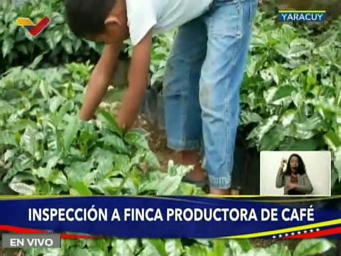 Yaracuy | Plan integral Café Yaracuy optimiza la producción de semillas de café y agroinsumos